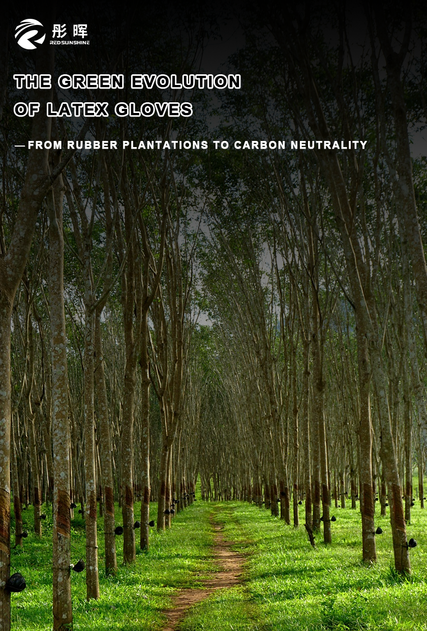 The Green Evolution of Latex Gloves: From Rubber Plantations to Carbon Neutrality